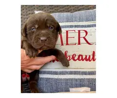 11 gorgeous healthy AKC lab puppies for adoption - 10