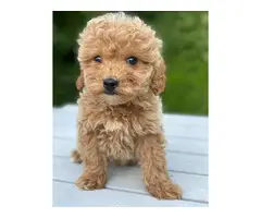 sweet home trained cavapoo pups availble
