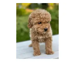 sweet home trained cavapoo pups availble - 2
