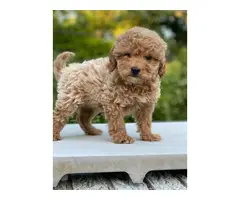 sweet home trained cavapoo pups availble - 3
