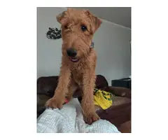 1 year old Airedale Terrier to be rehomed