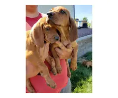 Redbone Coonhound pups