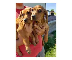 Redbone Coonhound pups - 2