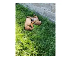 Redbone Coonhound pups - 5