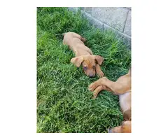 Redbone Coonhound pups - 6