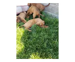 Redbone Coonhound pups - 7