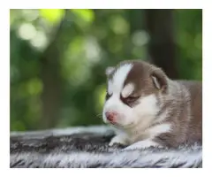 cute pomsky pups for rehome - 1
