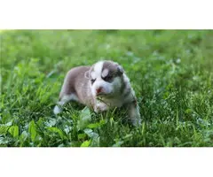 cute pomsky pups for rehome - 2