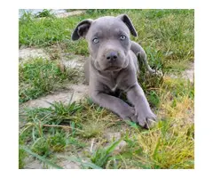 ABKC American Bully Puppies - 2