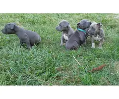ABKC American Bully Puppies - 3