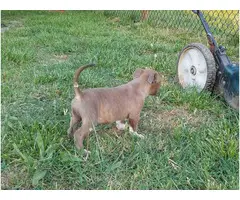 ABKC American Bully Puppies - 4
