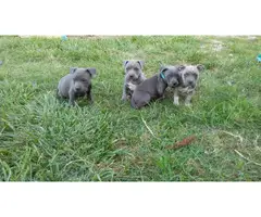 ABKC American Bully Puppies - 6