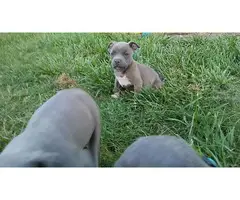 ABKC American Bully Puppies - 8