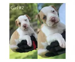 6 Full breed female pit bull puppies