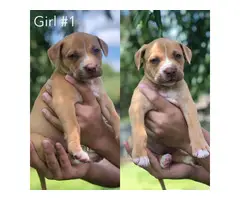 6 Full breed female pit bull puppies - 2