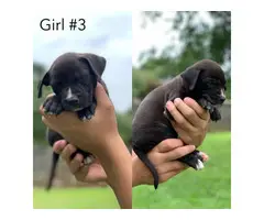 6 Full breed female pit bull puppies - 3