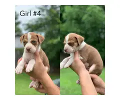 6 Full breed female pit bull puppies - 4