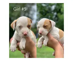 6 Full breed female pit bull puppies - 5
