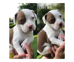 6 Full breed female pit bull puppies - 6