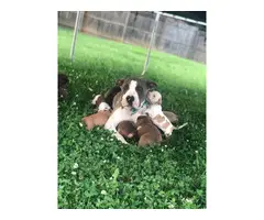 6 Full breed female pit bull puppies - 8