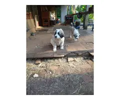 2 males and 2 females Great Pyrenees puppies