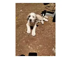 2 males and 2 females Great Pyrenees puppies - 2