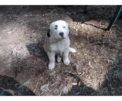 2 males and 2 females Great Pyrenees puppies - 6