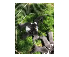 9 pit bull blue nose puppies available