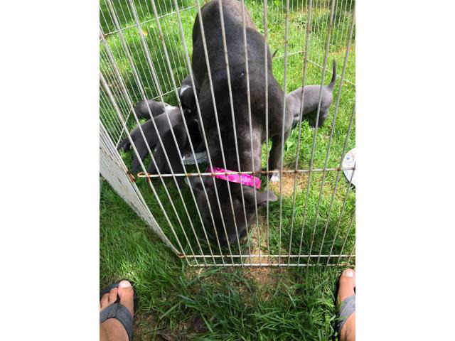 9 pit bull blue nose puppies available in Barbourville, Kentucky - Puppies for Sale Near Me