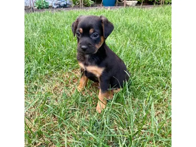 Cheagle boy puppy looking for a new home - 1/4