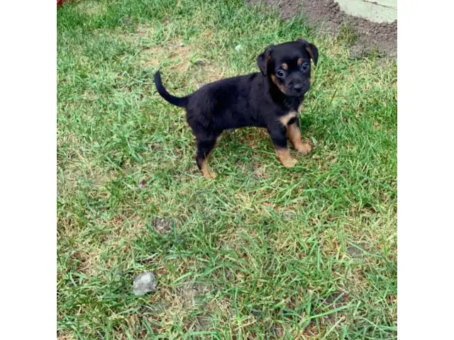 Cheagle boy puppy looking for a new home - 3/4
