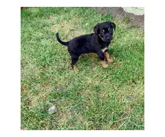 Cheagle boy puppy looking for a new home - 3