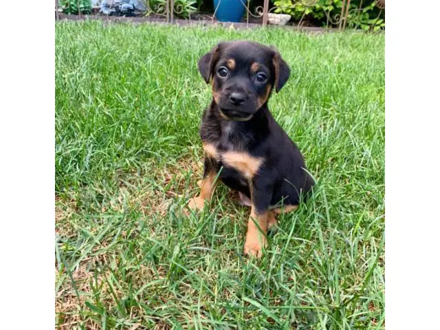 Cheagle boy puppy looking for a new home - 4/4