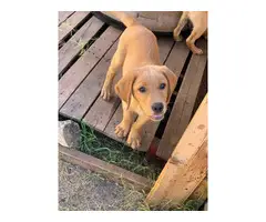 Full blooded male yellow Lab Puppies for sale - 1