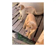 Full blooded male yellow Lab Puppies for sale - 2