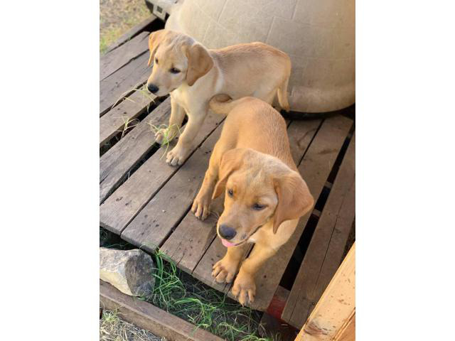 Full blooded male yellow Lab Puppies for sale in Dallas ...