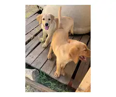 Full blooded male yellow Lab Puppies for sale - 5