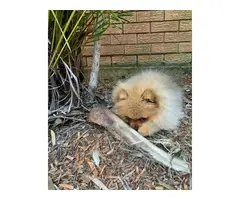 male pomeranian puppy for rehoming