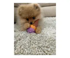 male pomeranian puppy for rehoming - 2