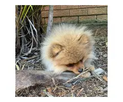 male pomeranian puppy for rehoming - 3