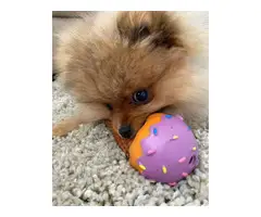 male pomeranian puppy for rehoming - 4