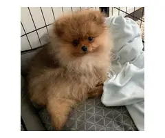 male pomeranian puppy for rehoming - 6