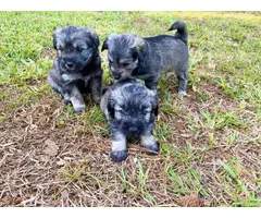 Male Mini Schnauzer puppies for sale