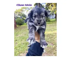 Male Mini Schnauzer puppies for sale - 2