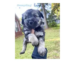 Male Mini Schnauzer puppies for sale - 3