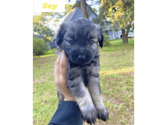 Male Mini Schnauzer puppies for sale in Orangeville, Utah ...