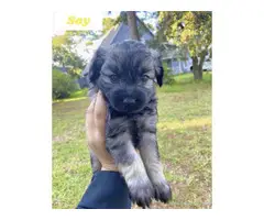 Male Mini Schnauzer puppies for sale - 4