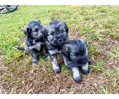 Male Mini Schnauzer puppies for sale - 5