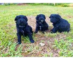 Male Mini Schnauzer puppies for sale - 7