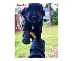 Male Mini Schnauzer puppies for sale - 8